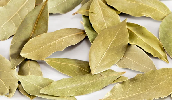 Bay leaf — Stock Photo, Image