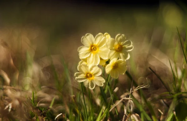 Cowslip (Primula veris) — Stock Photo, Image