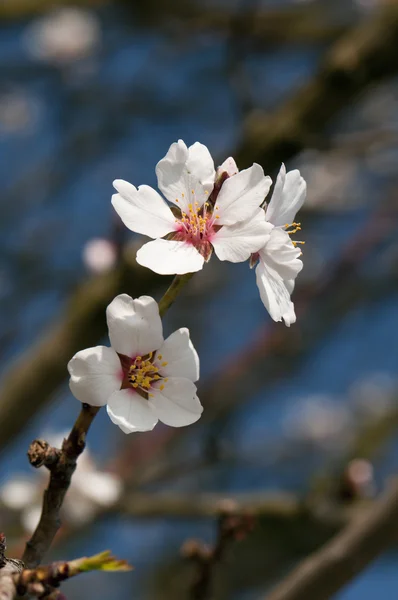 Flores brancas de árvore — Fotografia de Stock