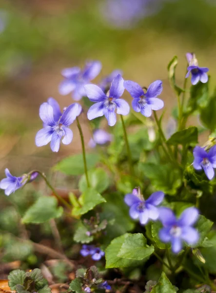 Viola (pianta ) — Foto Stock