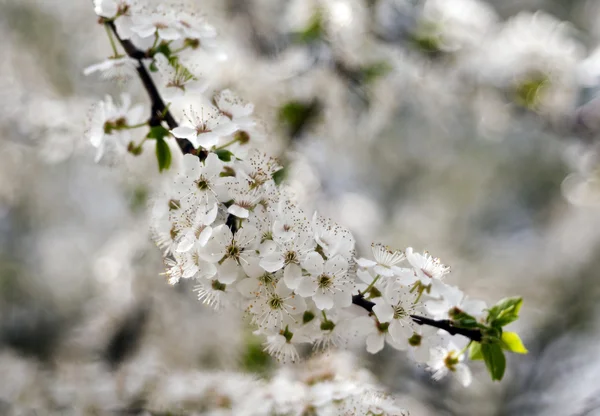 Flores brancas de árvore em primavera — Fotografia de Stock