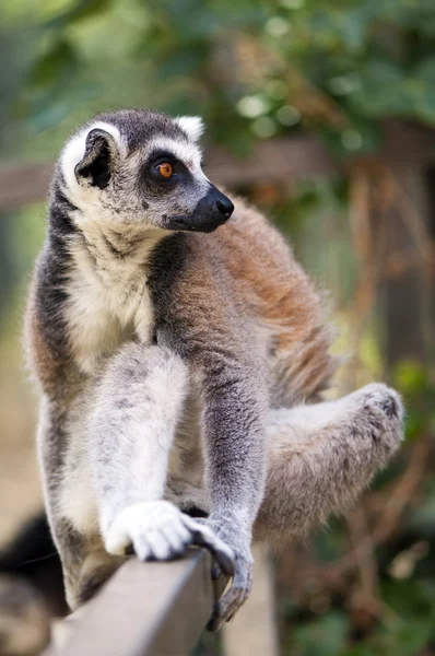 Lémure-de-cauda-anelada (Lemur catta) — Fotografia de Stock