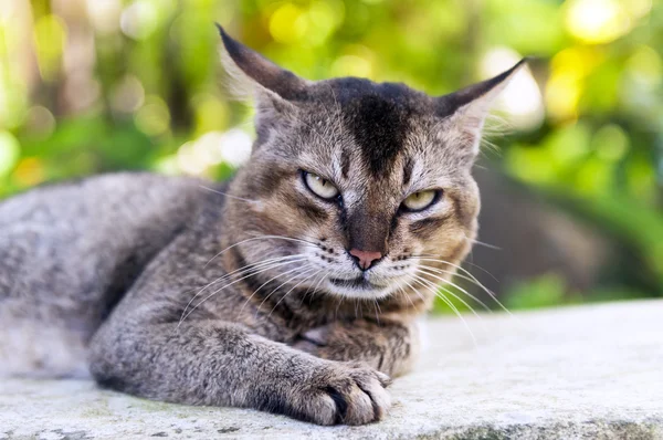 Gato castanho — Fotografia de Stock