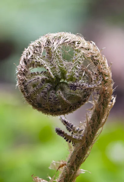 Ormbunke — Stockfoto