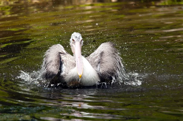 Ung Pelikan — Stockfoto