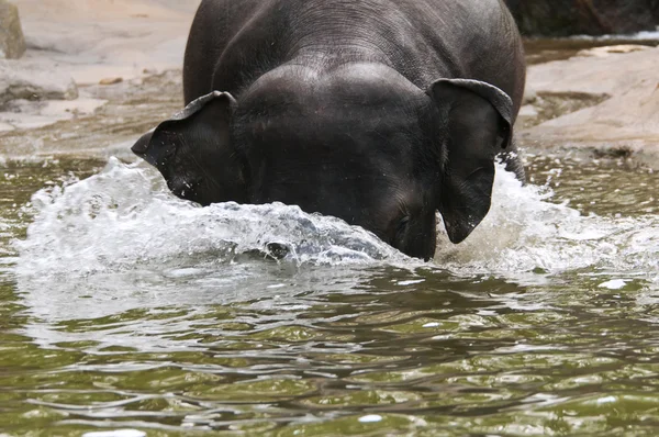 Elefanti in acqua — Foto Stock