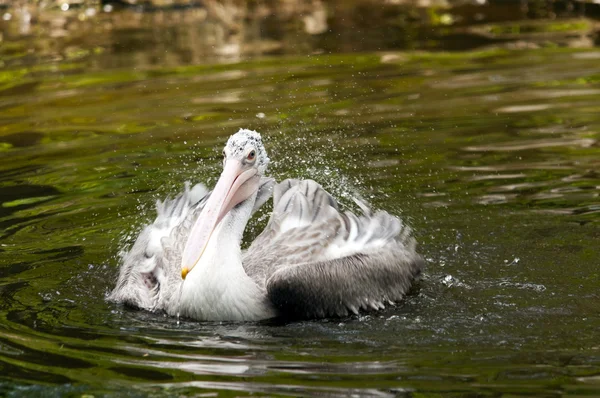 Junger Pelikan — Stockfoto