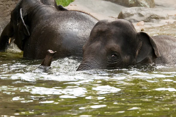 Two elephants in the water — Stock Photo, Image