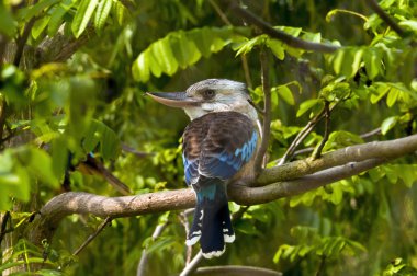 Blue-winged Kookaburra clipart