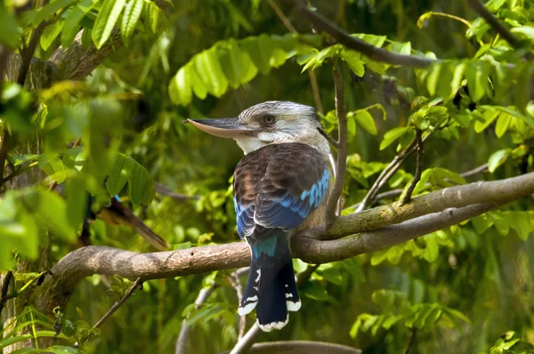 Kookaburra de asas azuis — Fotografia de Stock