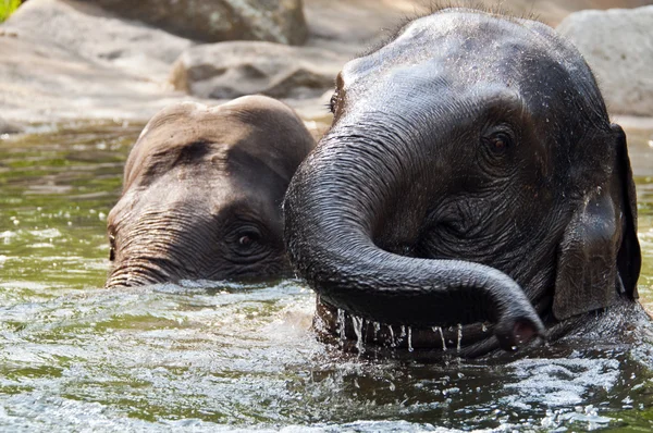 Dos elefantes en el agua — Foto de Stock