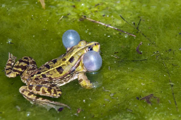 Frog — Stock Photo, Image