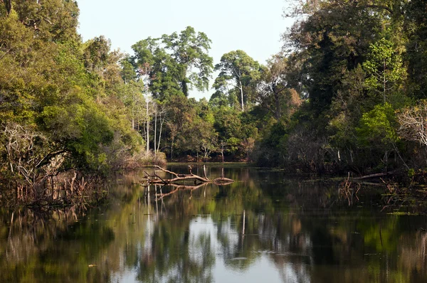 Le paysage avec un lac et des arbres . — Photo