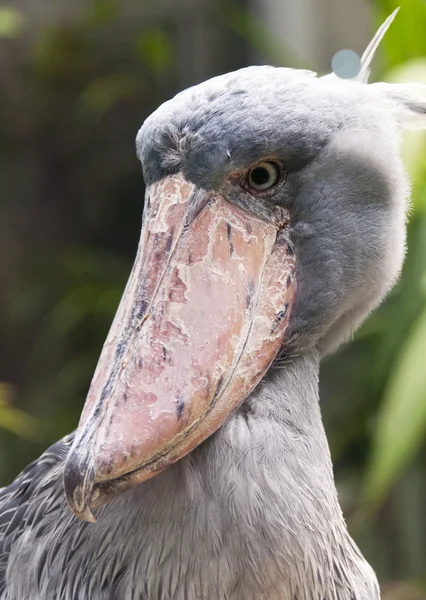 Shoebill — Φωτογραφία Αρχείου