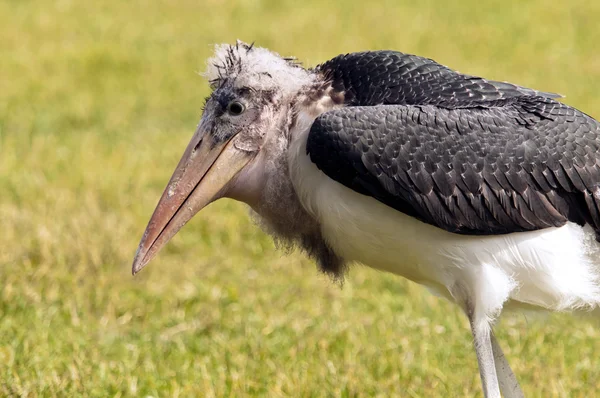 Marabou-Storch — Stockfoto