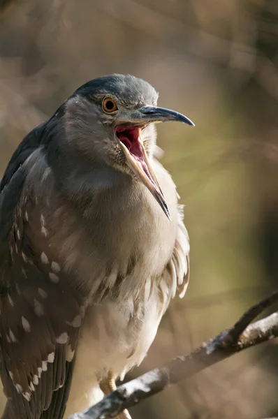 Svart-krönade night heron. (juvenil) — Stockfoto