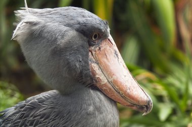 Shoebill, yan yüz