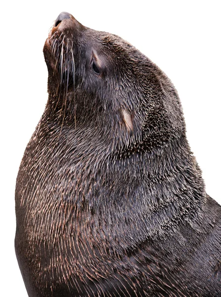 Brown fur seal — Stock Photo, Image