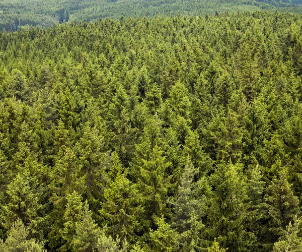 Jehličnatý les — Stock fotografie