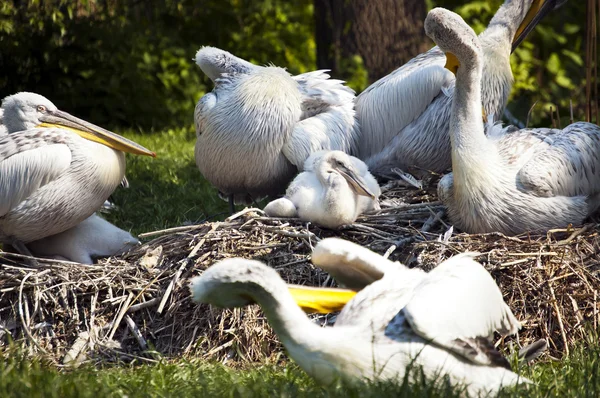 Pelicans — Stock Photo, Image