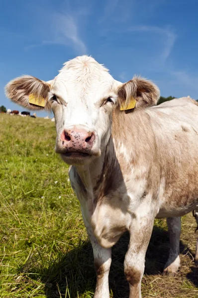 Portrait d'une vache — Photo