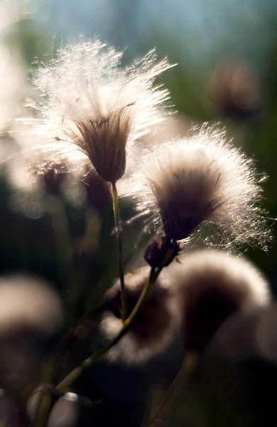 Distel — Stockfoto