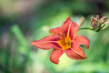 Gündüz çiçeğinin portakal çiçeğinin yakın çekimi.