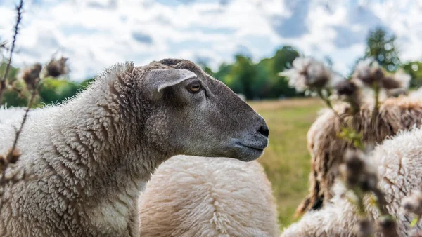 Profildeki Koyun Kafası Yakın Çekim — Stok fotoğraf