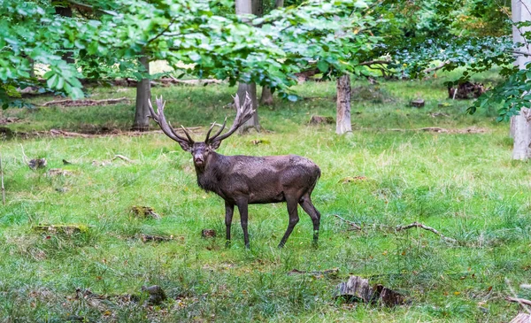 Cerf Dans Forêt Automne — Photo