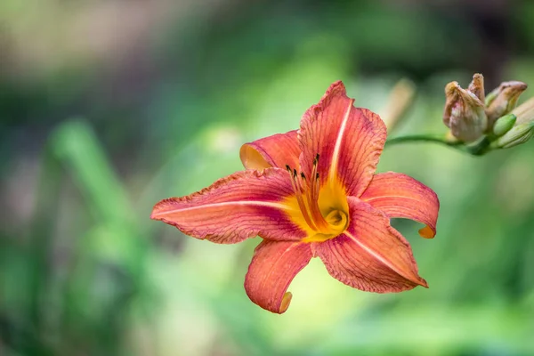 Closeup Orange Bloom Daylily Plant — Stock Photo, Image