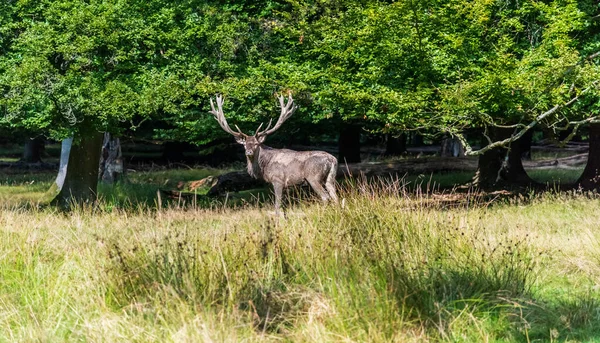 Ett Rådjur Skogen Hösten — Stockfoto