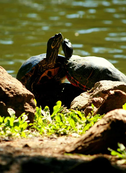 Duas tartarugas. — Fotografia de Stock