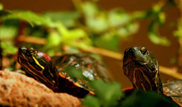 Schildkrötenblick — Stockfoto
