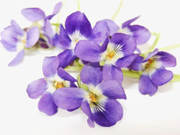 Violetas elegantes — Foto de Stock