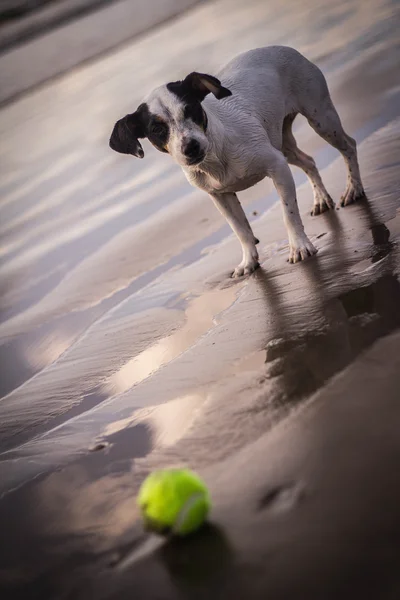 Dog waiting to play fetch on a beach — Stock Photo, Image
