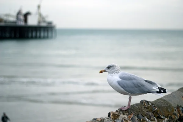 Seagull on a harbour wall at the seaside — Stock Photo, Image