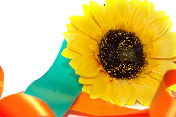 Sunflower with a ribbon — Stock Photo, Image