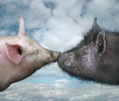 Kissing Pigs clipart