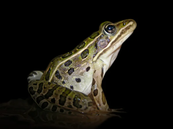 Frog — Stock Photo, Image