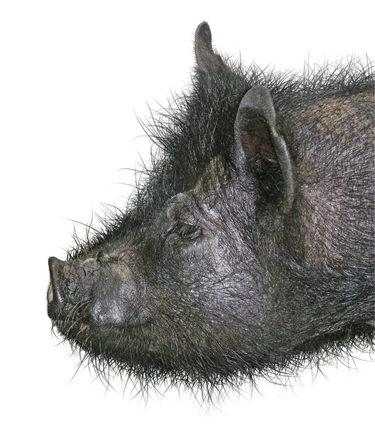 Cerdo peludo —  Fotos de Stock