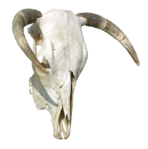 Коровий череп — стоковое фото