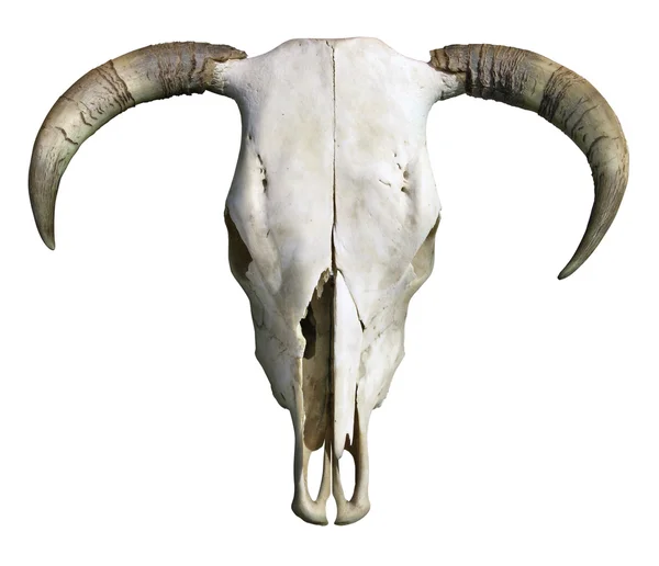 Cráneo de vaca Imagen de archivo