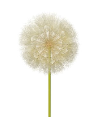 karahindiba tohum kafa