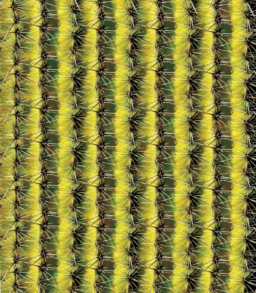Patrón de cactus — Foto de Stock