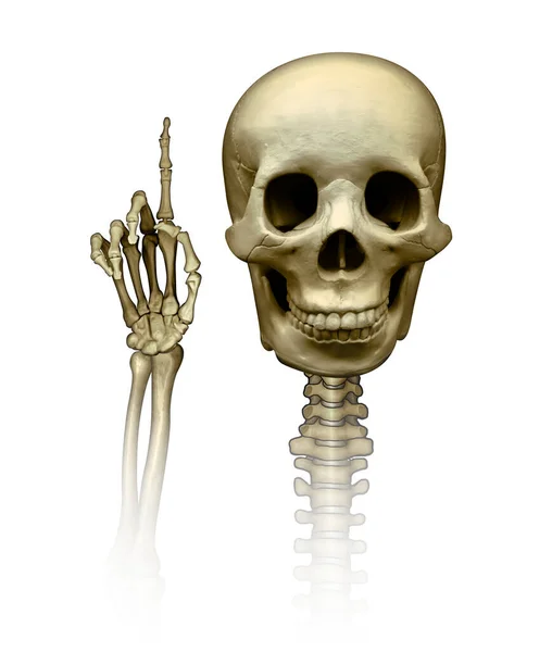 Crânio Humano Com Mão Esquelética Erguendo Dedo Indicador Significando Número — Fotografia de Stock