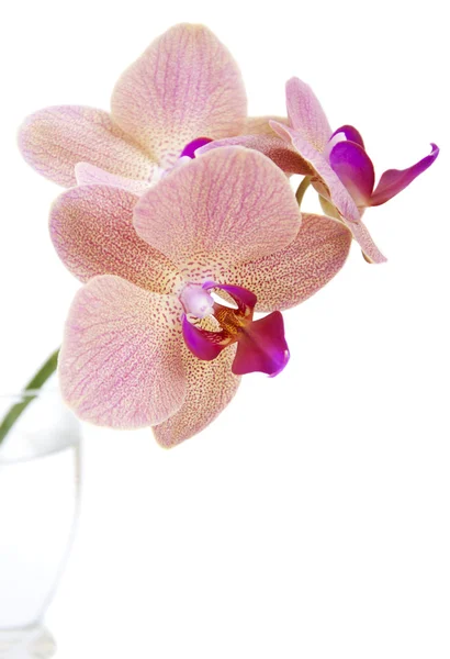 Orquídea rosa — Fotografia de Stock