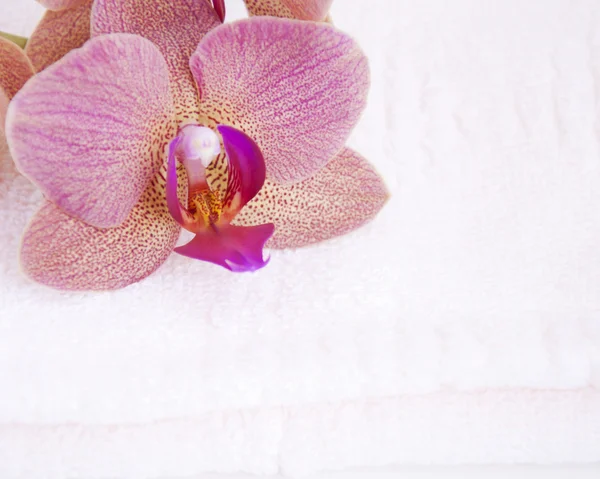 Orchidée sur serviette — Photo
