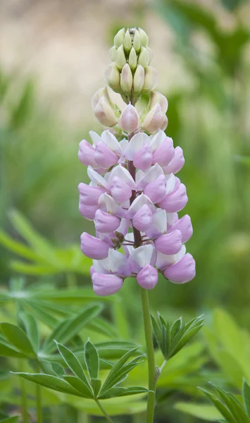 Pink lupine flower — Stock Photo, Image