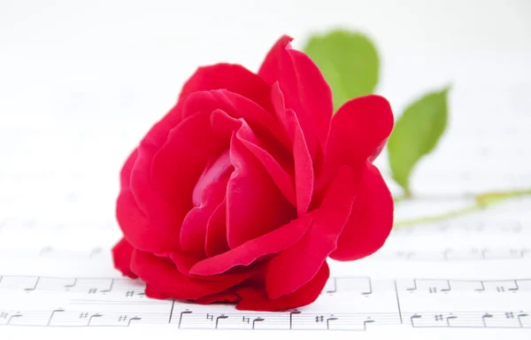 Rose and Music — Stock Photo, Image