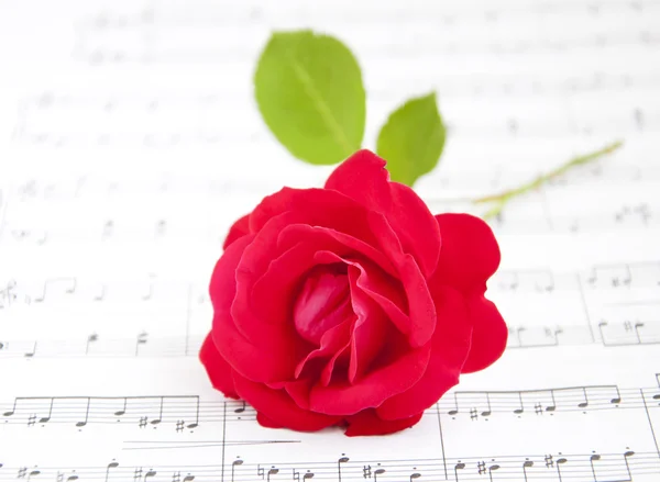 Rose and Music — Stock Photo, Image